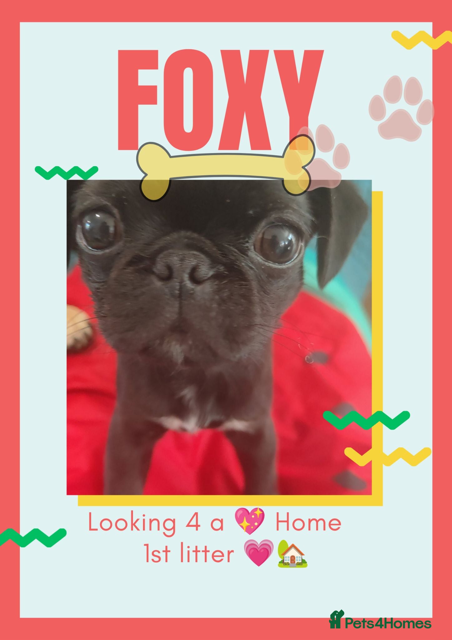 Pug dogs Last 2 💖 Pugs–Vaccinated,Microchip & loving Home - Advert 1