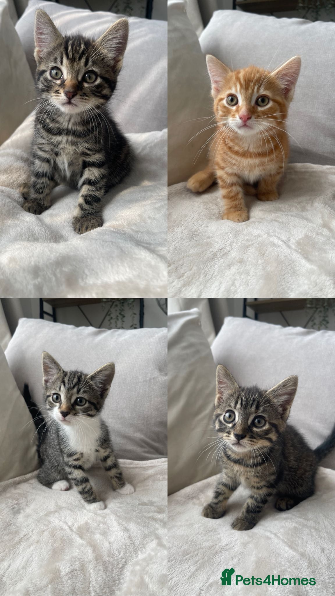 Mixed Breed cats British shorthair tabby Kittens available  - Advert 1
