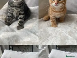 Mixed Breed cats British shorthair tabby Kittens available - Advert 7