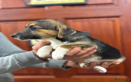 Jack Russell dogs for sale: Jack Russell short legged puppies  - Advert 12