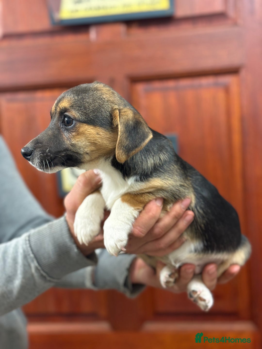 Jack Russell dogs for sale: Jack Russell short legged puppies  - Advert 12