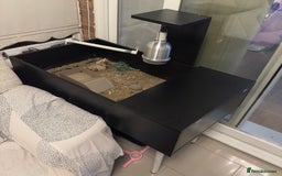 Tortoise reptiles for sale: enclosure  - Advert 2