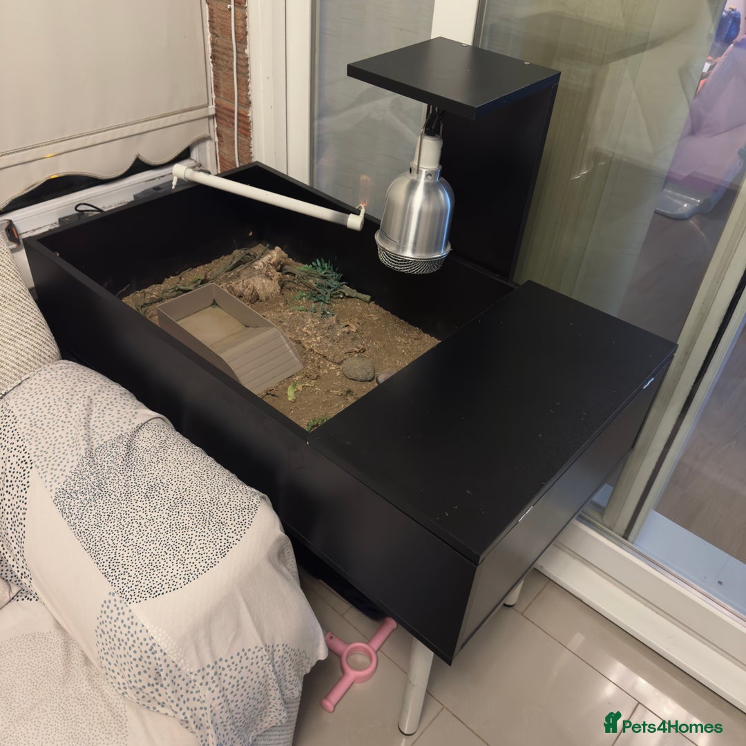 Tortoise reptiles for sale: enclosure  - Advert 2