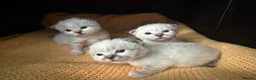 Birman cats for sale: Birman kittens - Advert 10
