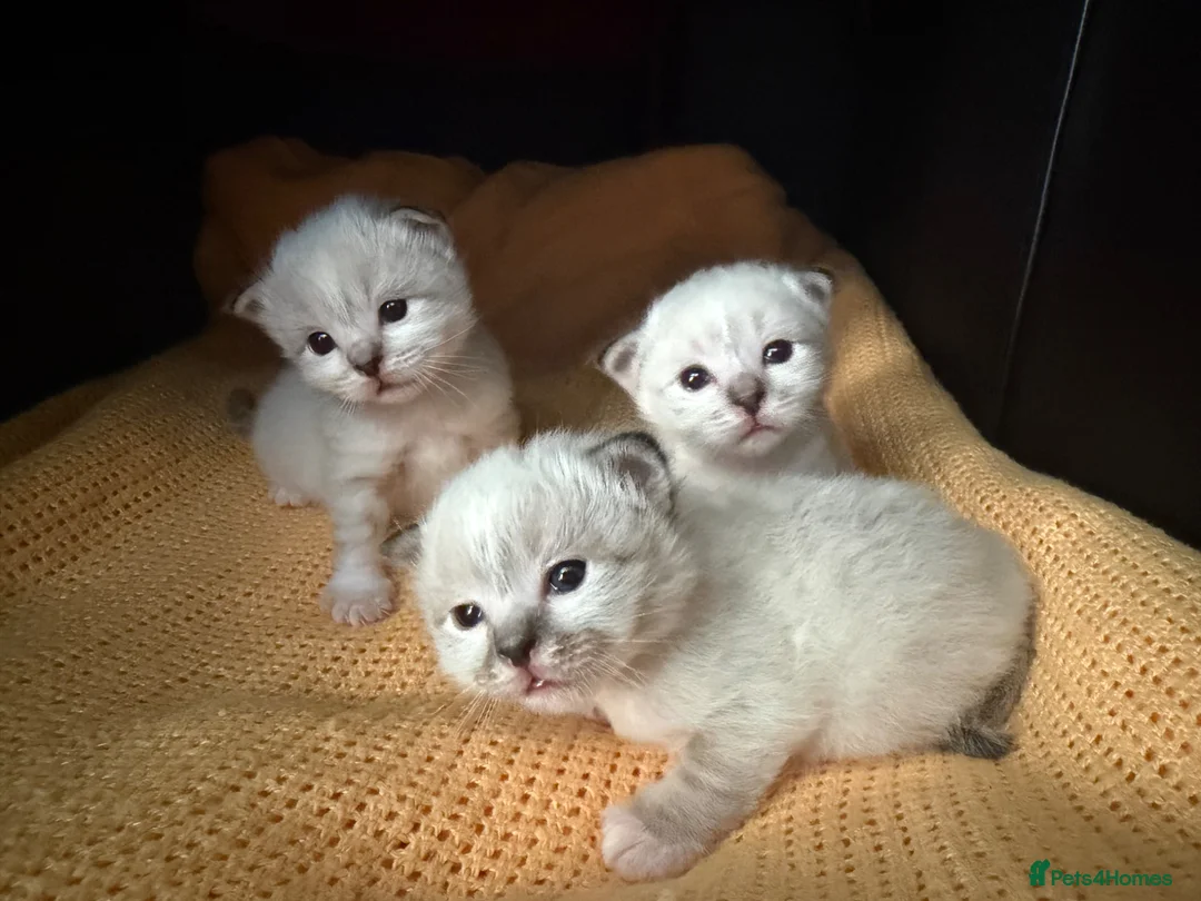 Birman cats for sale: Birman kittens - Advert 10