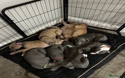 Whippet dogs for sale: READY NOW! STUNNING WHIPPET PUPPYS - Image 7