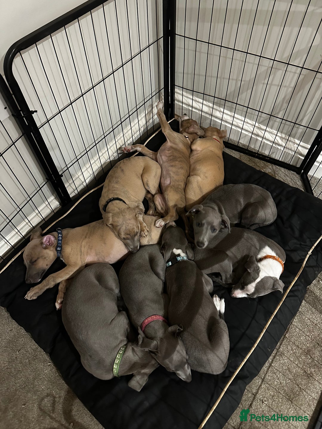 Whippet dogs for sale: READY NOW! STUNNING WHIPPET PUPPYS - Image 7