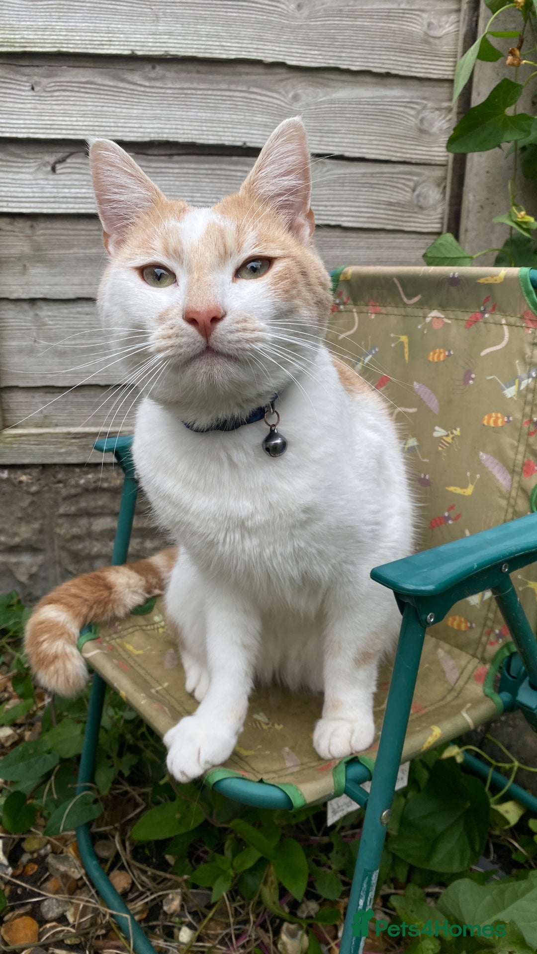 Mixed Breed cats for sale: Ginger cat - Moro - Image 5