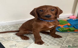 Goldendoodle dogs for sale: Top Quality Goldendoodle x Australian labradoodle  in Brough - Image 4