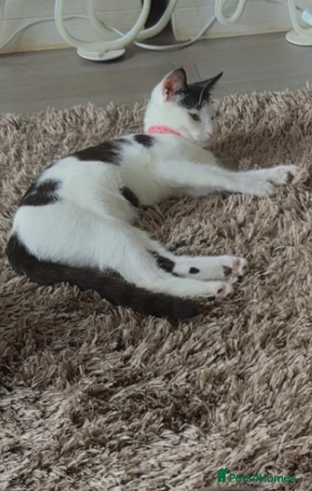 Mixed Breed cats for sale: Gorgeous Black & White Female Kitten  - Advert 2