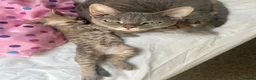 Devon Rex cats for sale: Outstanding kittens.  - Advert 4