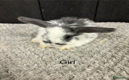 Mini Lop rabbits for sale: Stunning mini lop babies  - Image 1