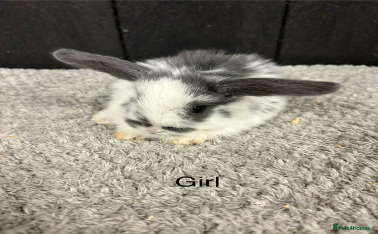 Mini Lop rabbits - Advert 11