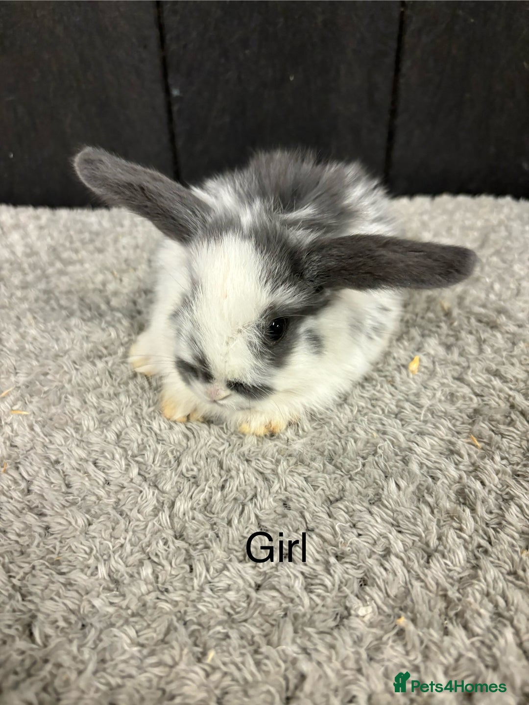 Mini Lop rabbits for sale: Stunning mini lop babies  - Image 1