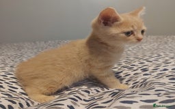 British Shorthair cats for sale: British shorthair kittens and scotish fold  - Image 20