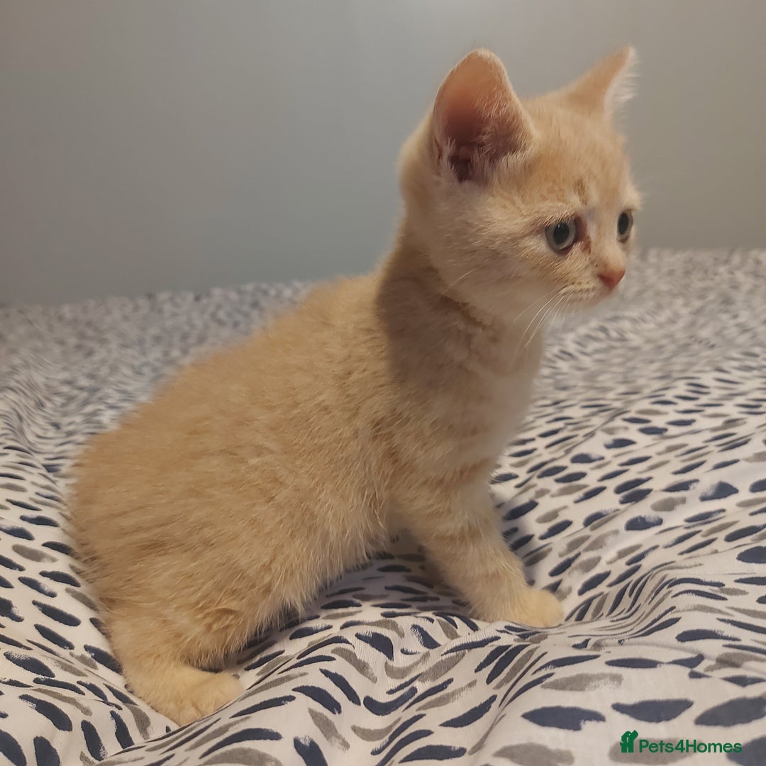 British Shorthair cats for sale: British shorthair kittens and scotish fold  - Image 20