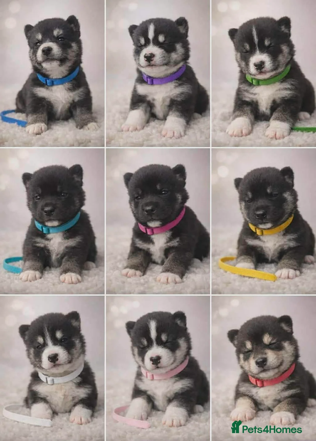 Siberian Husky dogs for sale: Purebred Siberian Husky Puppy's - Advert 4