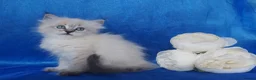 Siberian cats for sale: Siberian Kittens For Sale  - Advert 9