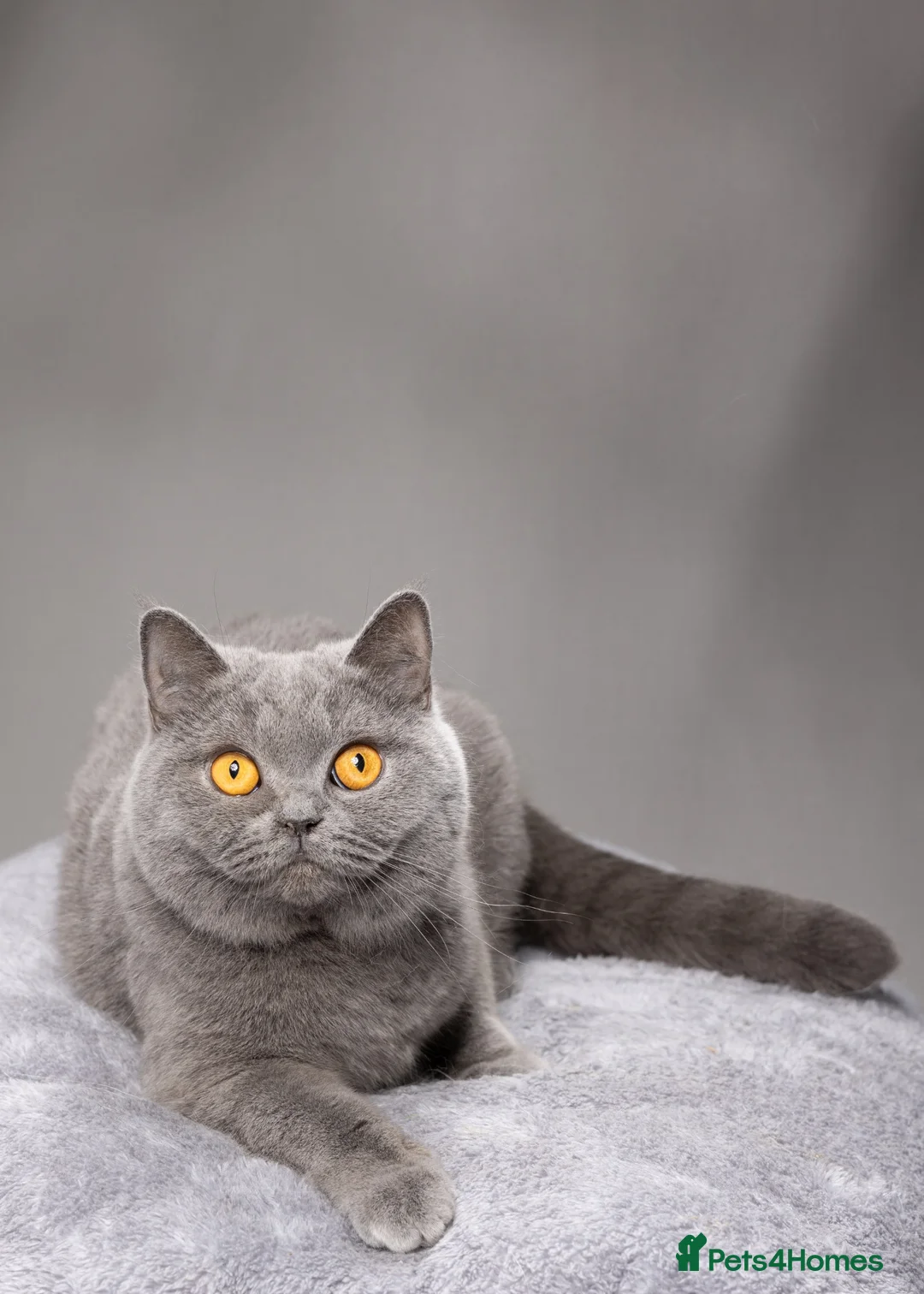 British Shorthair cats for sale: LOVING HOMES WANTED FOR BRITISH SHORTHAIR GIRLS - Advert 2