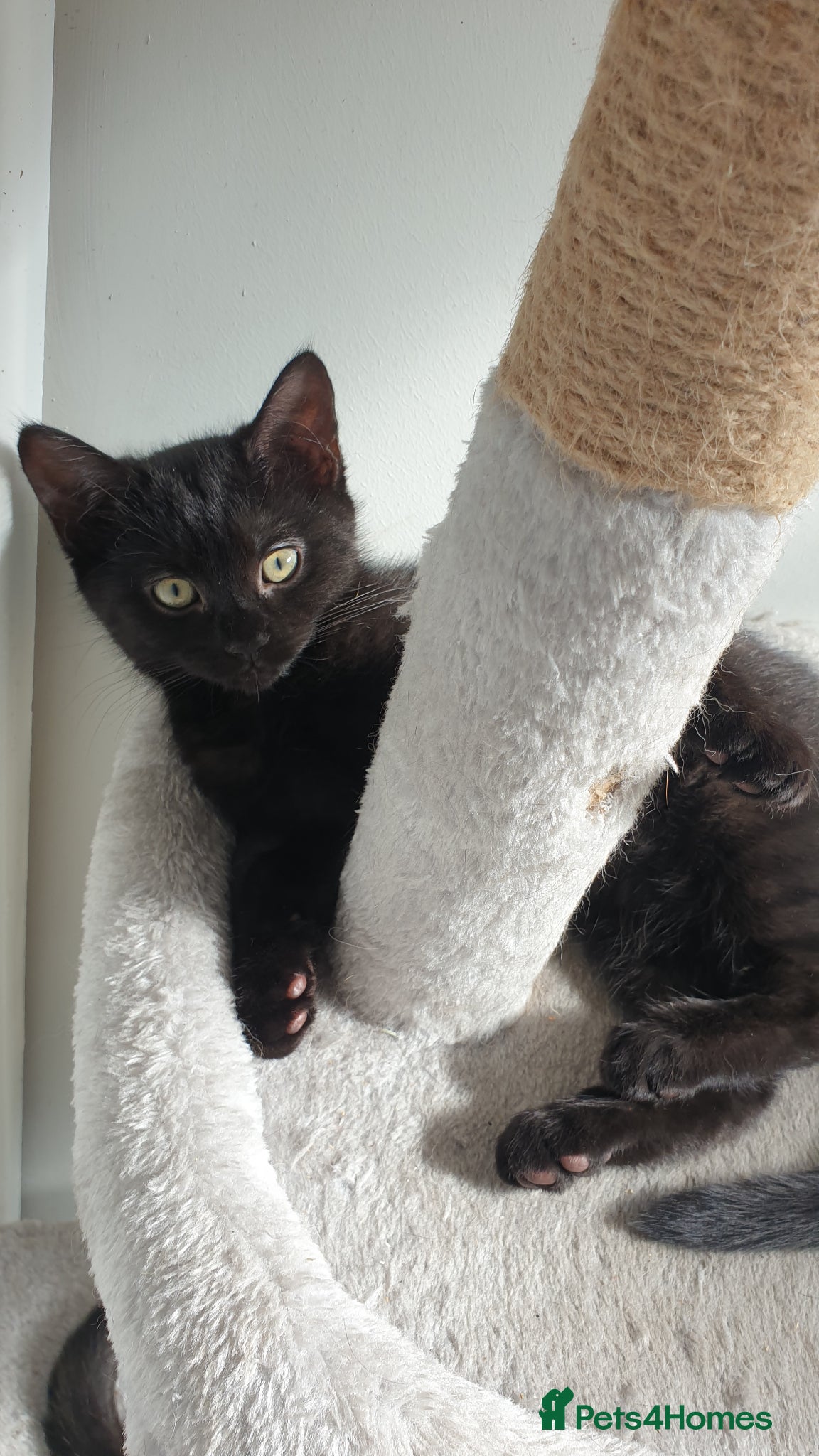 Mixed Breed cats for sale: 4 female kittens  - Advert 2