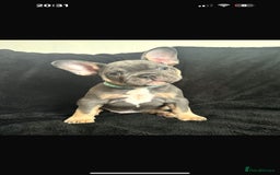 French Bulldog dogs for sale: French bulldog puppy  - Image 1