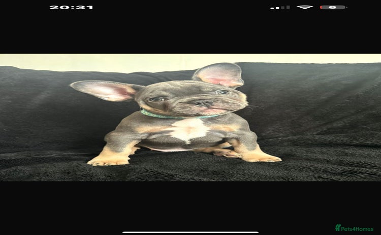French Bulldog dogs - Advert 4