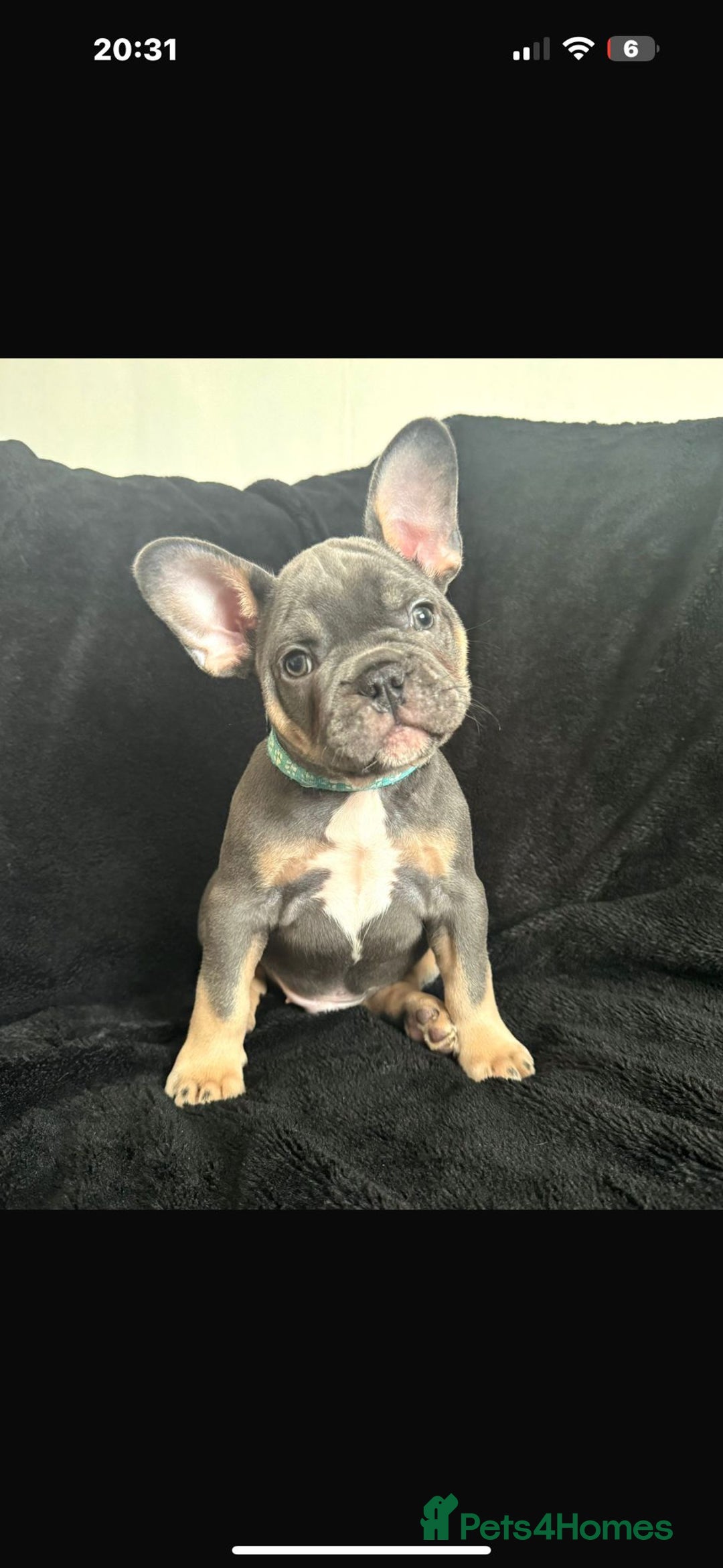 French Bulldog dogs for sale: French bulldog puppy  - Image 1