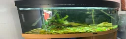 Other/Mixed Breed fish for sale: Juwel Trigon 190 Liters Complete setup in Watford - Advert 4