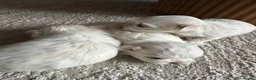 Maltese dogs for sale: Beautiful KC Maltese puppies - Advert 6