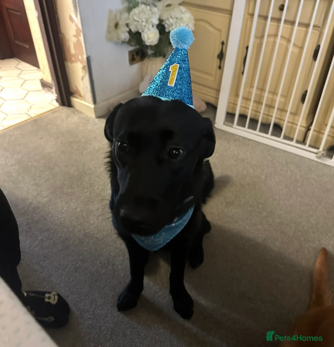 Goldador dogs for sale: Beautiful Goldador Pups  - Advert 14