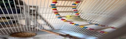 Budgerigars birds for sale: Female budgie with essentials included in Maidstone - Advert 5