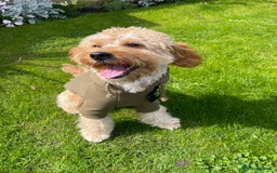 Cavapoo dogs for sale: F1 Cavapoo Male  - Image 1