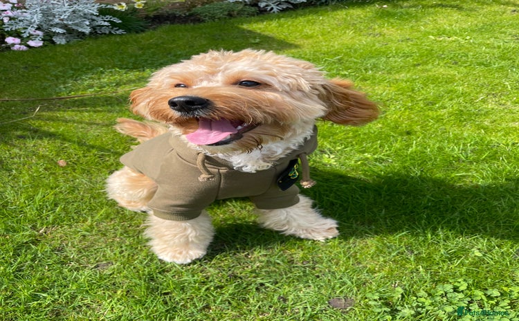 Cavapoo dogs - Advert 7