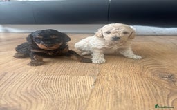 Cavapoo dogs for sale: Miniature cavapoos  - Image 15