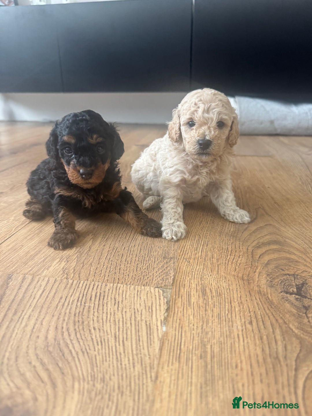 Cavapoo dogs for sale: Miniature cavapoos  - Image 15