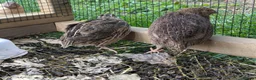 Quail poultry for sale: Healthy Quails , Chinese and Japenese Quails  - Advert 6
