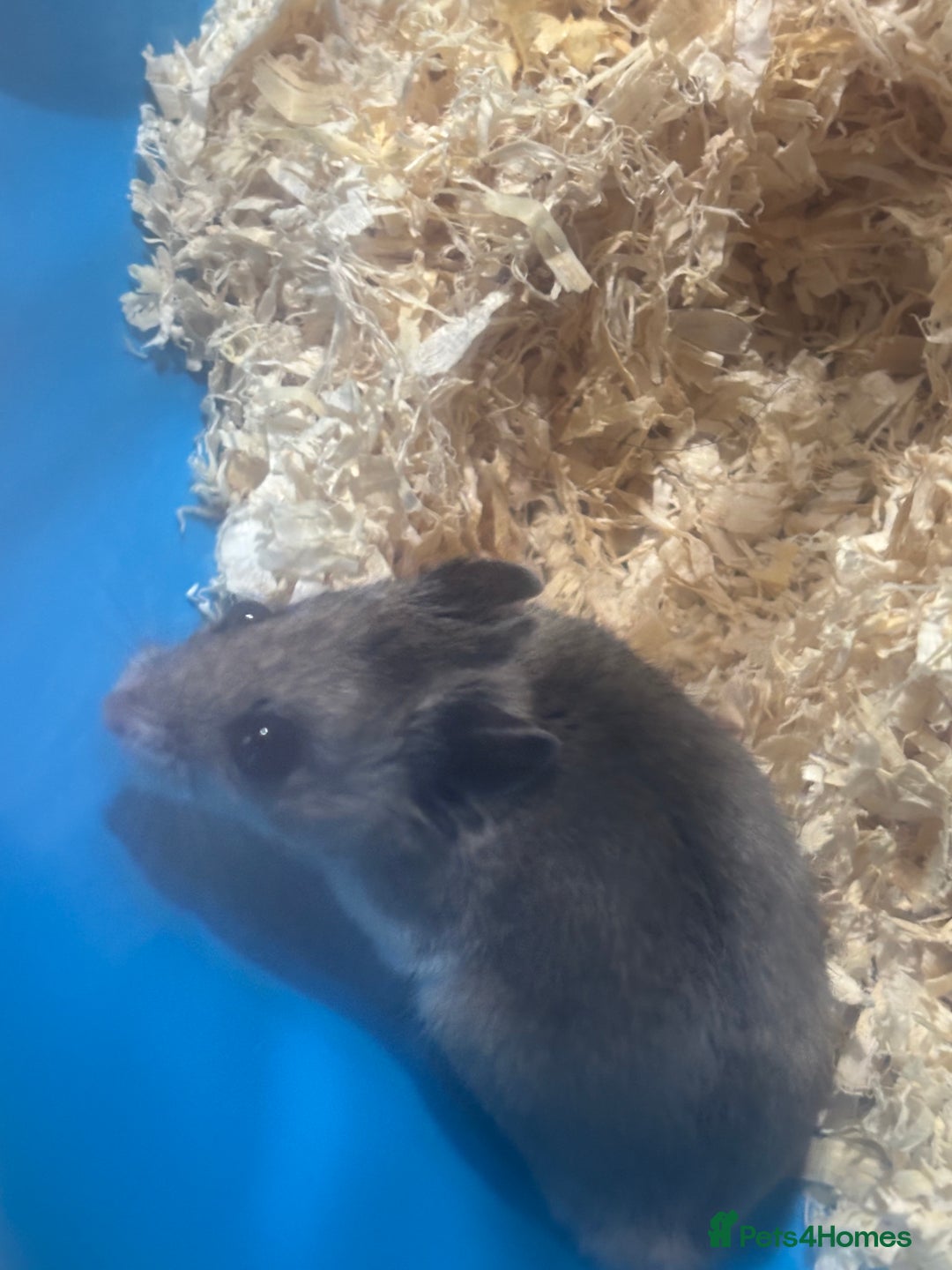 Hamster rodents for sale: Lovely Chinese hamster for sale  - Image 1