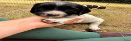 English Springer Spaniel dogs for sale: KC Registered Black & White ESS Puppies in Ludlow - Advert 3