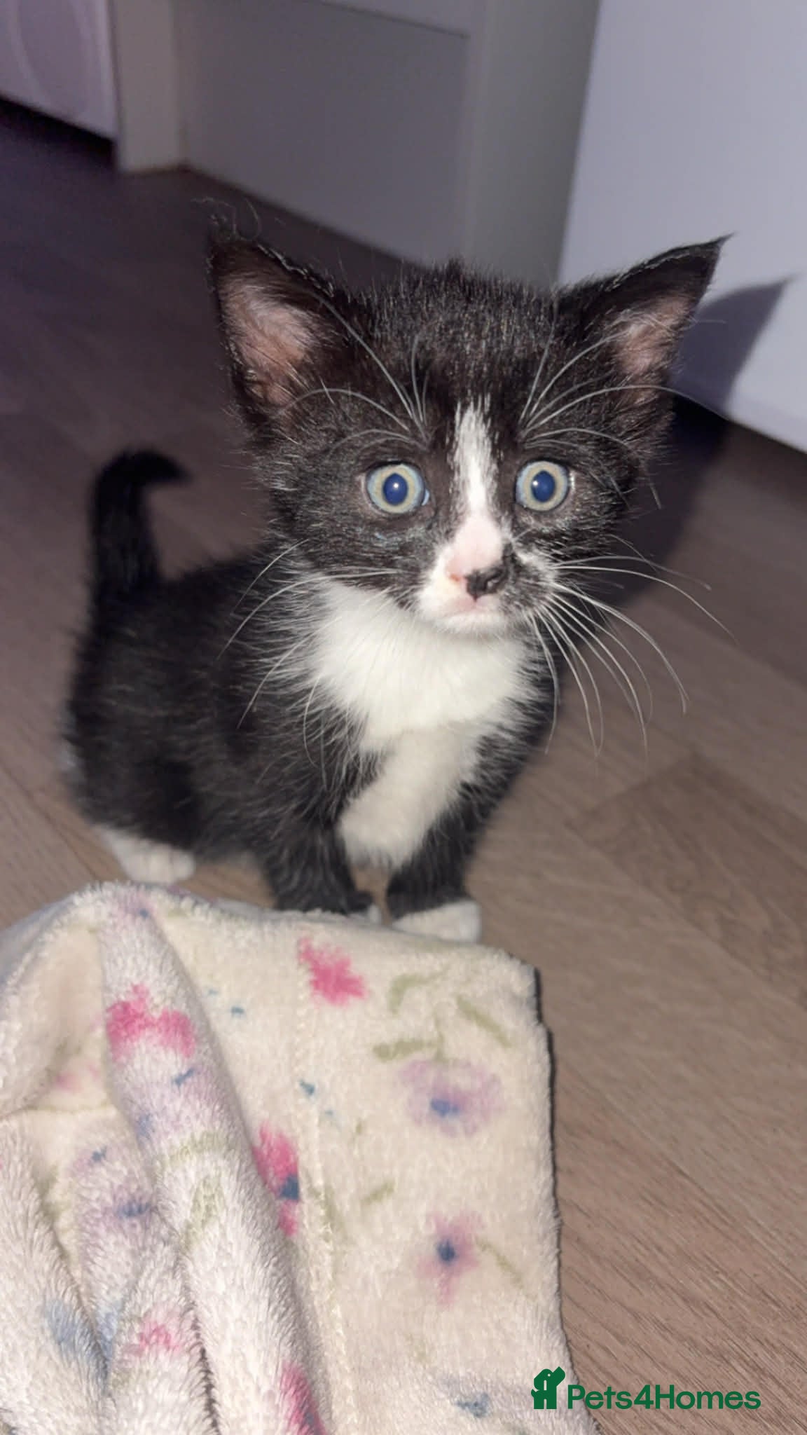 Maine Coon cats Last 2 female Maine coon kittens  - Advert 1