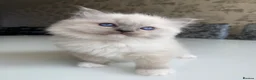 Ragdoll cats for sale: ✨Adorable Ragdoll kittens for sale✨ in Glasgow - Advert 13