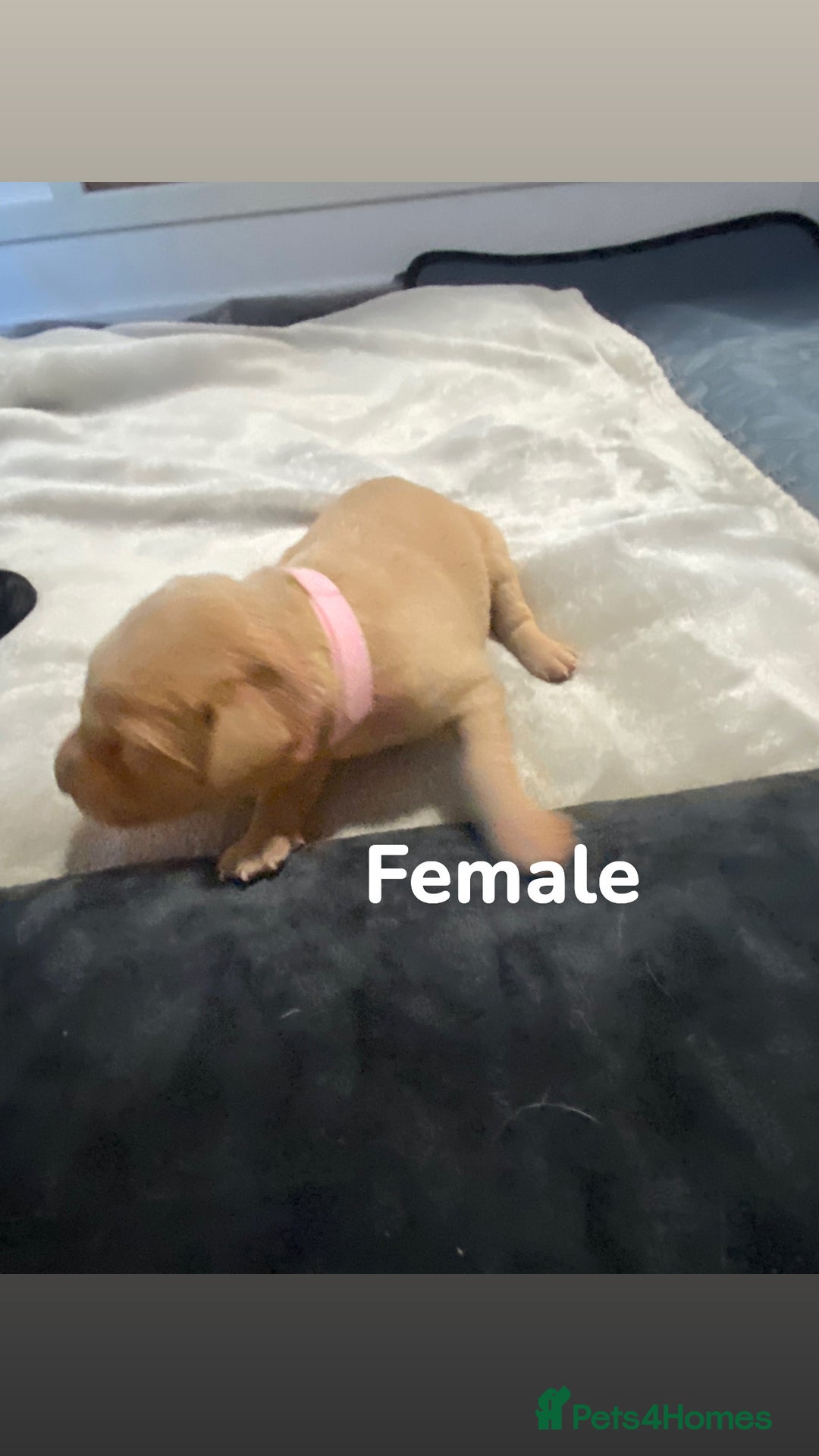 Labrador Retriever dogs for sale: Gorgeous Labrador Puppies   - Image 5
