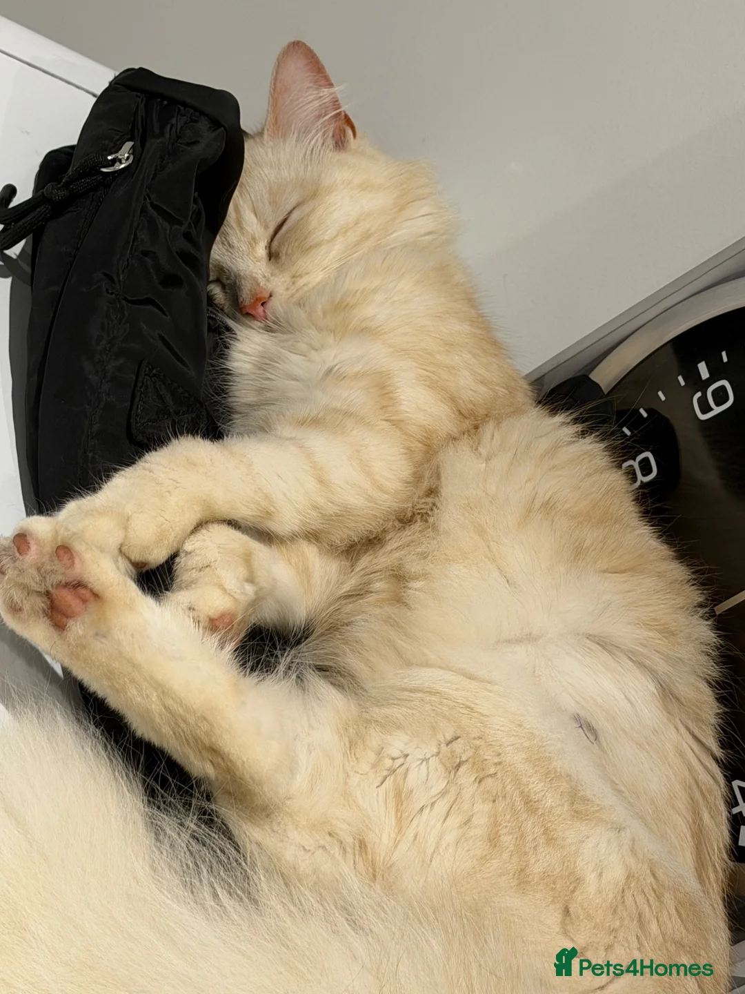 Mixed Breed cats for sale: Female cat in Bristol - Advert 2