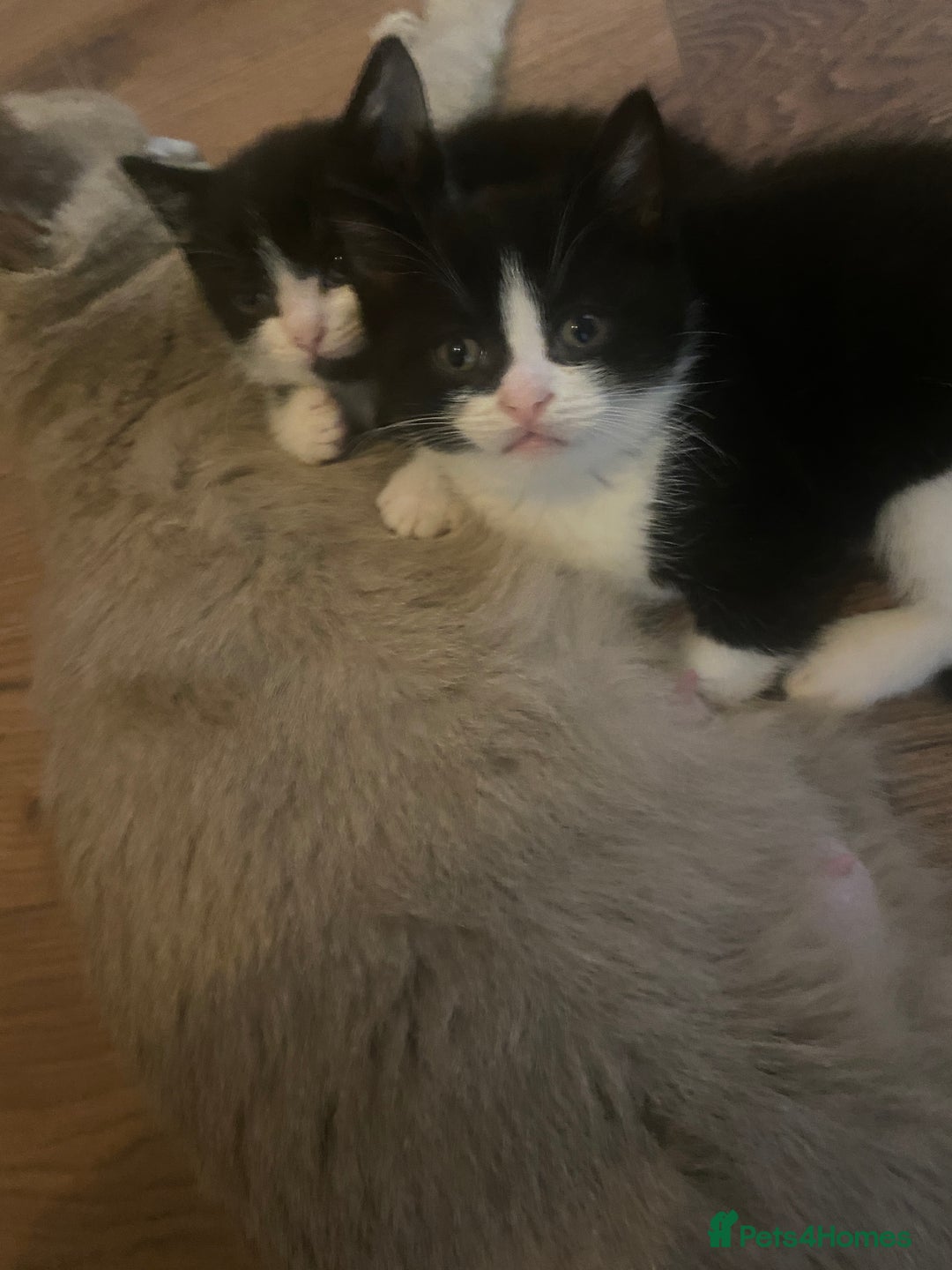 Mixed Breed cats for sale: 1/2 British shorthair/mixed kittens - Advert 6