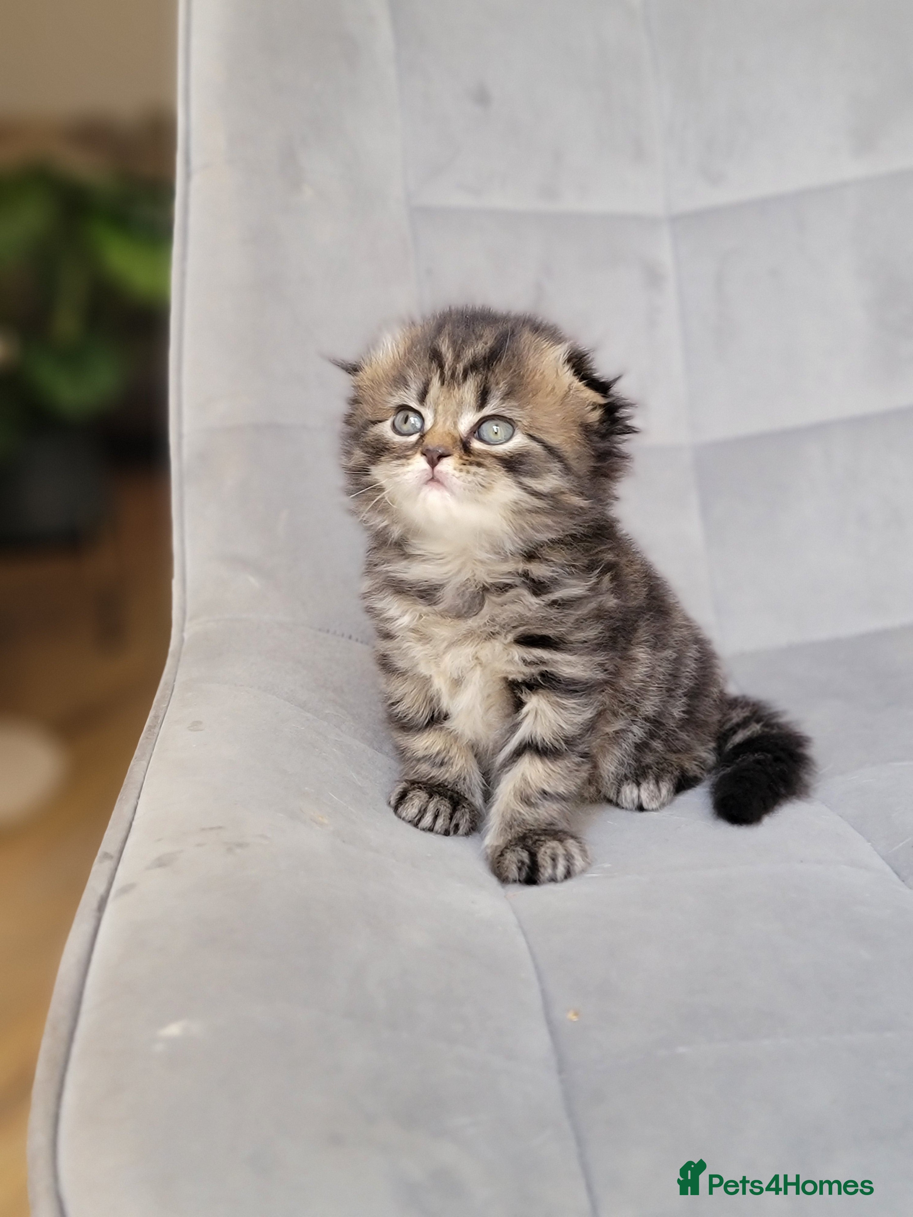 Scottish Fold cats Beautiful and healthy  Scottish fold mixed - Advert 9
