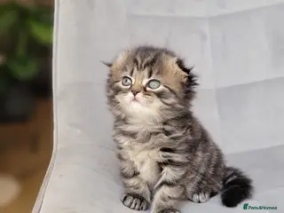 Scottish Fold cats Beautiful and healthy Scottish fold mixed - Advert 9