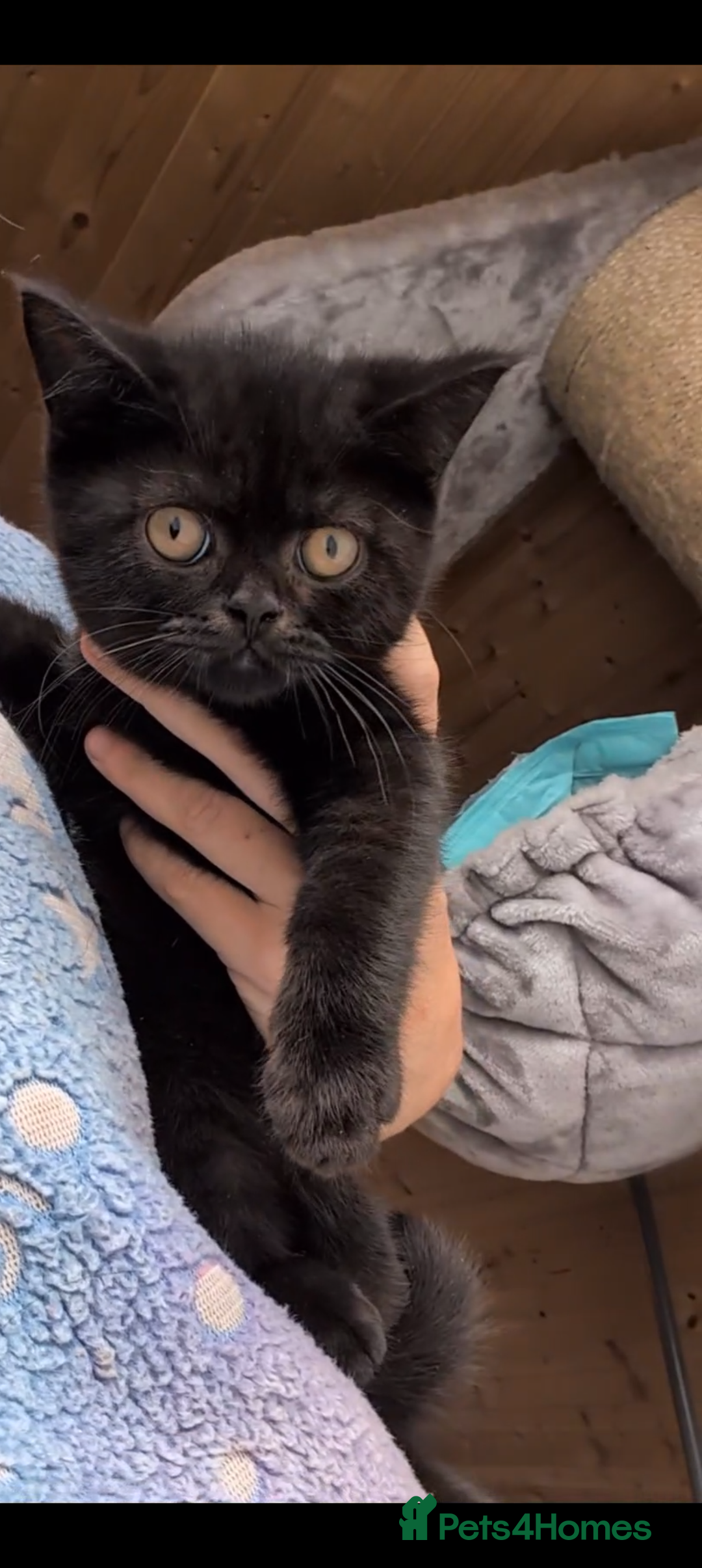 British Shorthair cats for sale: Ready now BSH kittens - Image 3