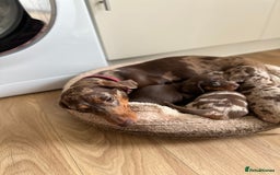 Dachshund dogs for sale: Minnature Long Haired Dachshund puppies  - Image 3
