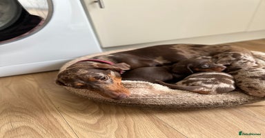 Dachshund dogs - Advert 2