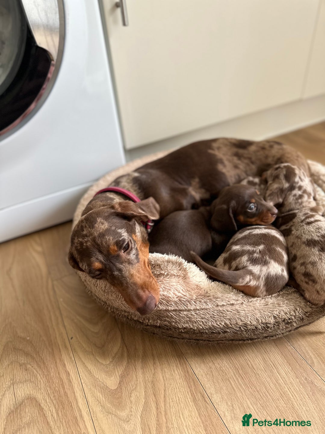 Dachshund dogs for sale: Minnature Long Haired Dachshund puppies  - Image 3