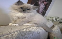 Ragdoll cats for sale: Bella,jordan,gucci,lylia - Advert 3